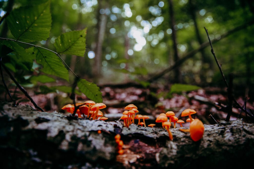 Wild Life Forest Collection1 